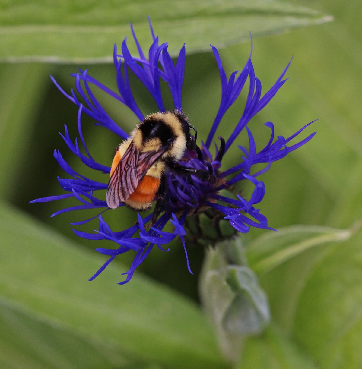 Pollinator Blog