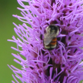 Bumblebee on Liatris spicata