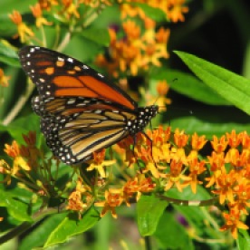 Monarch on Aesclepias tuberosa (milkweed)